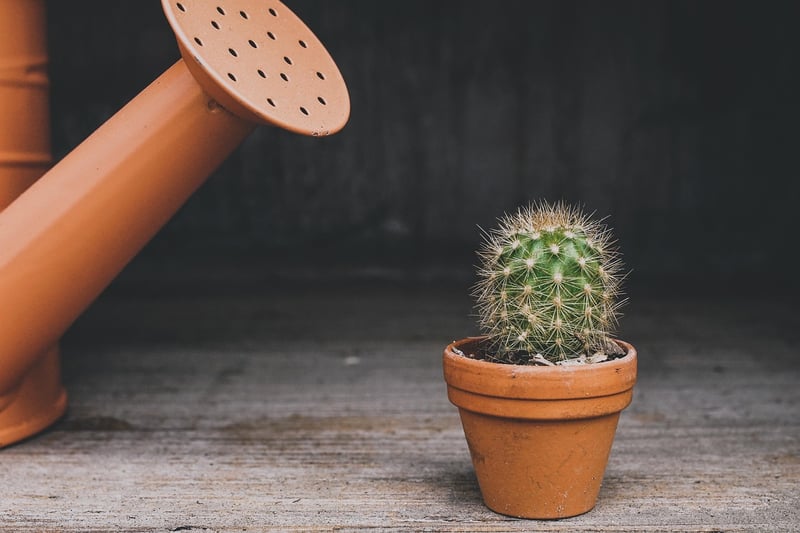 Succulents in planters